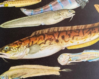 1968 Original Vintage Fish Print - Viviparous Eelpout - Checkered Wolf Eel - Snake Blenny - Pink Cusk Eel - Available Framed