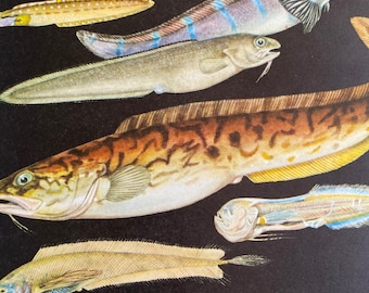 1968 Original Vintage Fish Print - Viviparous Eelpout - Checkered Wolf Eel - Snake Blenny - Pink Cusk Eel - Available Framed
