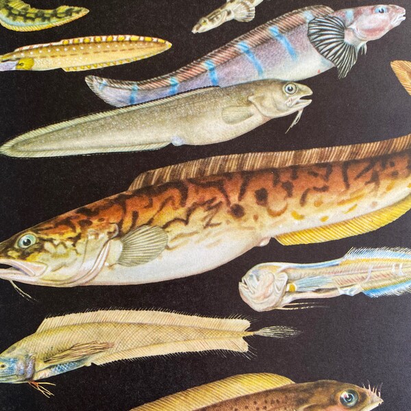 1968 Original Vintage Fish Print - Viviparous Eelpout - Checkered Wolf Eel - Snake Blenny - Pink Cusk Eel - Available Framed