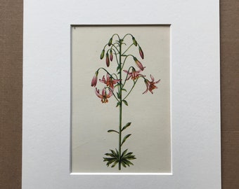 1943 Lilium Kelloggii Original Vintage Print - Botanical Decor - Lily - Flower Art - Mounted and Matted - Available Framed