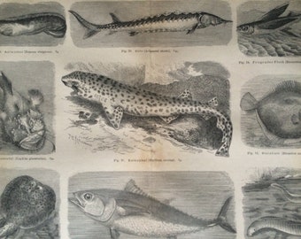 1875 Fishes Original Antique Print - Ichthyology - Fishing - Cabin Decor - Zoology - Victorian Decor - Available Framed