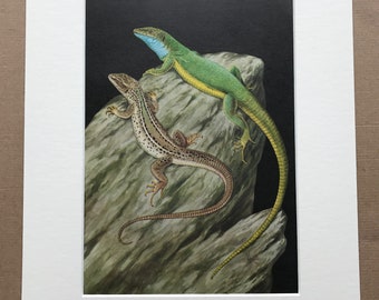 1968 Original Vintage Print - Mounted and Matted - European Green Lizard - Reptile Art - Available Framed
