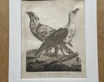 1810 The Noisy Eagle and the Long-Tailed Eagle Original Antique Copperplate Engraving - Ornithology - Available Framed