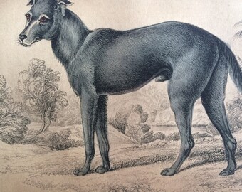1860 Feral Dog of St Domingo - Original Antique Hand-Coloured Engraving - Matted and Available Framed - Canine Wall Decor