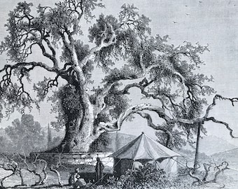 1880 Abraham's Oak, Hebron Original Antique Engraving - Mounted and Matted - Available Framed - Palestine - West Bank - Victorian Decor