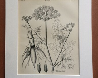 1875 Hemlock Water Dropwort Original Antique Matted Engraving - Botanical Decor - Botany - Vintage Wall Decor - Matted & Available Framed