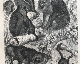 c.1860 Original Antique Print - Group of Howlers - Howler Monkeys - Natural History - Animal Art - Mounted and Matted - Available Framed