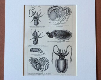 1897 Molluscs Original Antique Print - Mounted and Matted - Marine Wildlife - Octopus Squid Argonaut - Available Framed