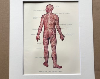 1927 Nerves of the Human Body Original Vintage Print - Mounted and Matted - Medical Decor - Anatomy - Gift for Medic - Available Framed