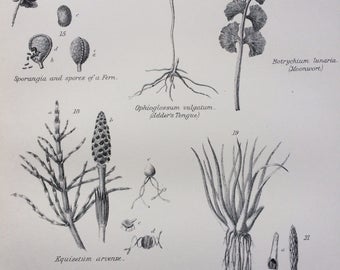 1891 CRYPTOGAMIA Original Antique Encyclopaedia Illustration - Botanical wall decor - home decor - Botany - Plants