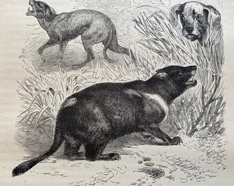 1880 The Tasmanian Devil Original Antique Print - Australia - Mounted and Matted - Available Framed