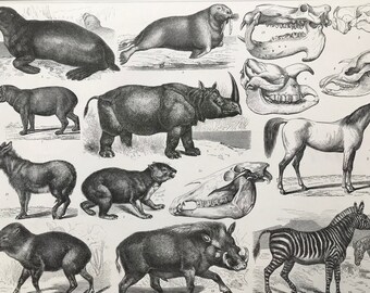 1869 Zoology Large Original Antique Illustration - Seal, Walrus, Rhinoceros, Tapir, Donkey, Horse, Zebra, Warthog- Mounted and Matted