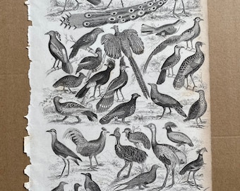 1852 Original Antique Ornithology Engraving - Birds - Wildlife - Natural History - Zoology