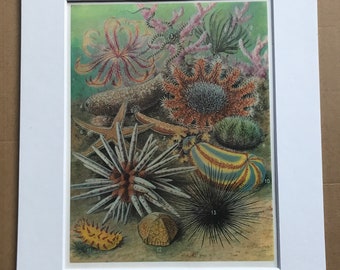 1988 Echinoderms Original Vintage Print - Ocean Wildlife - Marine Decor - Mounted and Matted - Available Framed