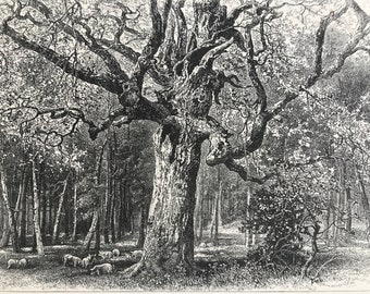 1876 Oaks at Nid D'Aigle, Forest of Fontainebleau Original Antique Wood Engraving - Mounted and Matted - France - Available Framed