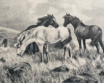 1910 Dartmoor Ponies at Home Original Antique Print - Horse - Pony - Animal Art - Victorian Art - Available Framed