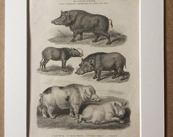 1819 Wild Hog, Babyroussa, Ethiopian and Domestic Hogs Original Antique Engraving - Pig - Wildlife Decor - Available Matted and Framed