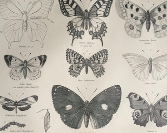 1875 Butterflies Original Antique Matted Engraving - Lepidoptera - Butterfly - Insect - Entomology - Matted & Available Framed