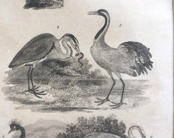 1822 Original Antique Matted Bird Engraving - Lapwing, Turnstone, Crane, Heron, Crowned Crane, Egret - Ornithology - Wall Decor - Framed