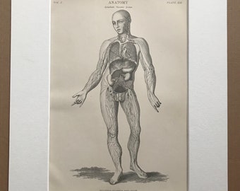 1875 Original Antique Matted Engraving - Anatomy - Lymphatic Vascular System - Medical Decor - Matted & Available Framed