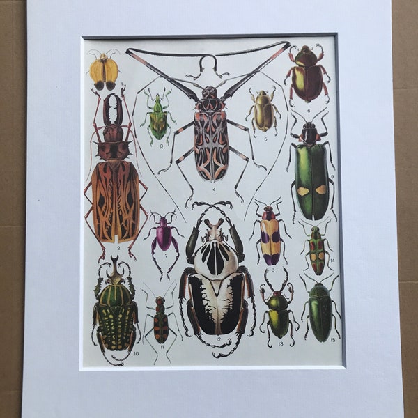 1984 Beetles Original Vintage Print - Coleoptera - Entomology - Insect Art - Mounted and Matted - Available Framed