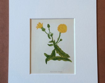 1852 Original Antique Hand-Coloured Anne Pratt Botanical Illustration - Hawkweed Picris - Flower - Botany - Garden - Available Framed