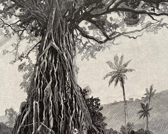 1886 Backa Tree, Fiji Original Antique Print - Botany - Arborist Gift - Pacific Islands - Mounted and Matted - Available Framed