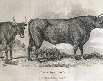 1809 Devonshire Cattle Original Antique Engraving - Natural History - Wildlife -  Available Matted and Framed