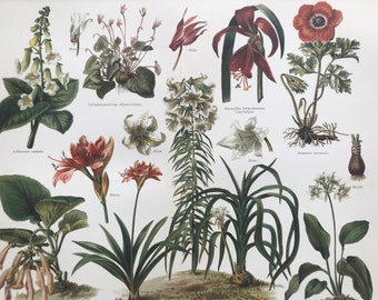 1894 Houseplants Original Antique Map - Botanical Decor - Flower - Botany - Framed - Available Framed