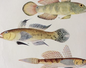 1950 Original Vintage Fish Print - Mounted and Matted - Available Framed - Tropical Fish - Marine Species - Sealife - Ocean Decor
