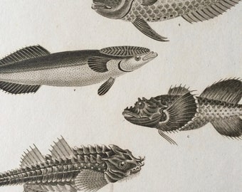 1819 Original Antique Engraving - Bullhead, Ribband, Sucking fish, Goby and Coryphene - Fish - Ichthyology - Available Matted and Framed