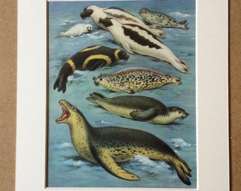 1968 Original Vintage Print - Mounted and Matted - Seal Varieties - Available Framed