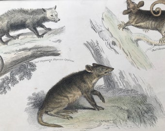 1862 Virginian Opossum, Phalangista and Spiny Bandicoot Original Antique Hand Coloured Engraving - Available Mounted, Matted and Framed