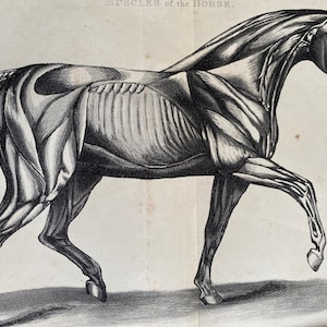 1870 Muscles of the Horse Original Antique Print - Equine Decor - Equestrian Gift - Mounted and Matted - Available Framed