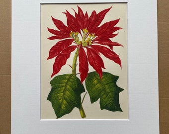 1872 Original Antique Hand Coloured Botanical Illustration - Botany - Beautiful Leaved Plant - Poinsetta - Available Matted & Framed