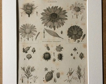 1819 Original Antique Botanical Engraving - Available Mounted and Matted - Botanical Art - Flower - Plant - Petal - Botany - Framed