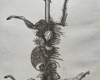 1810 Farriery - View of the Union of the Vessels & Muscles in the Structure of the Horse Original Antique Engraving - Available Framed