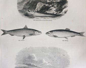 1856 Large Original Antique Fish Engraving - Salmon Fishing, Lake Sostrand, Norway - Pilchard - Herring - Cornwall  - Marine Wall Decor