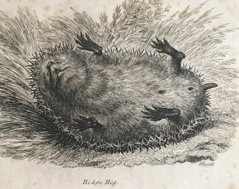 1809 Hedgehog Original Antique Engraving - Natural History - Wildlife -  Available Matted and Framed