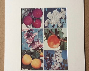 1940s Fruit Original Vintage Print - Plum, Peach and Apricot - Kitchen Decor - Mounted and Matted - Available Framed