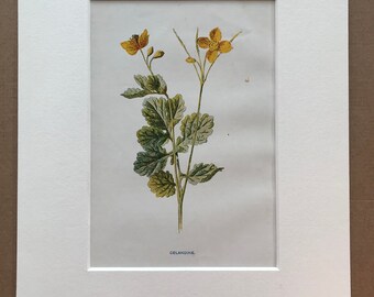 1878 Celandine Original Antique Botanical Lithograph - Botany - Wild Flower - Wall Decor  - Home Decor - Available Framed
