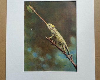 1940s Chameleon Original Vintage Print - Mounted and Matted - Reptile - Wildlife - Framed Vintage Art