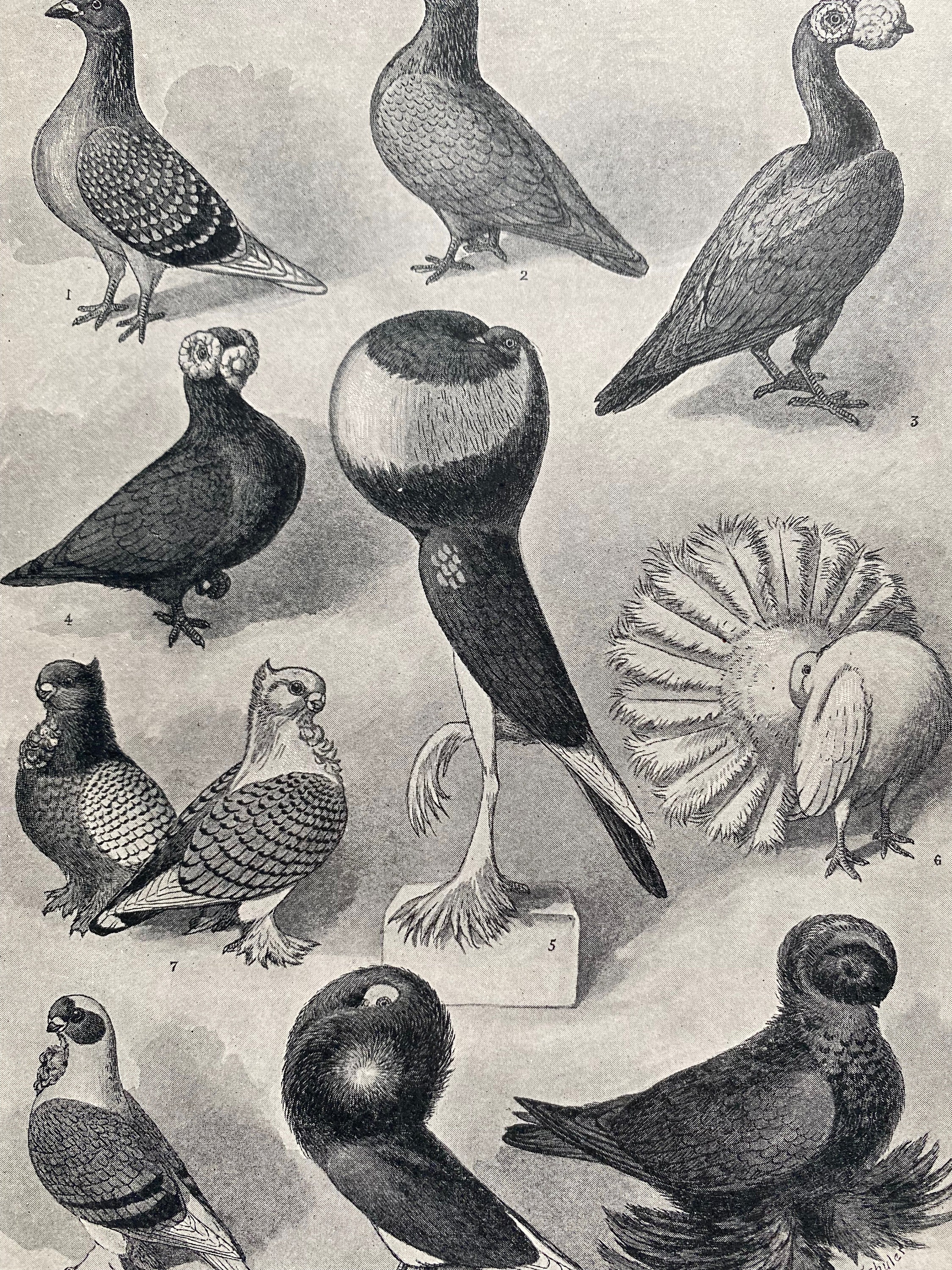 Pigmy Pouter - Alchetron, The Free Social Encyclopedia, image size:2250x3000