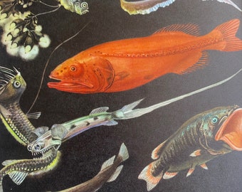1968 Original Vintage Fish Print - Hairyfish - Flabby Whalefish - Velvet Whalefish - Telescope Fish - Available Framed