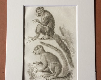 1800 Long-Fingered and Flocky Lemurs Original Antique Engraving - Zoology - Natural History - Primate - Available Framed