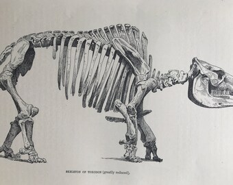 1893 Skeleton of Toxodon Original Antique Print - Extinct Animal - Natural History - Animal Art - Mounted and Matted - Available Framed