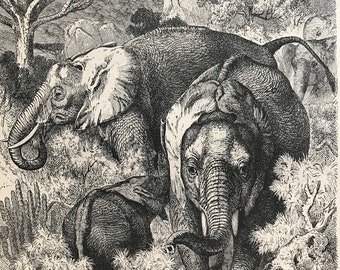 c.1860 Original Antique Print - African Elephant - Natural History - Animal Art - Mounted and Matted - Available Framed