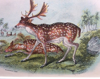 1896 Fallow Deer Original Antique Chromolithograph - Wildlife - Natural History - Mounted and Matted - Available Framed