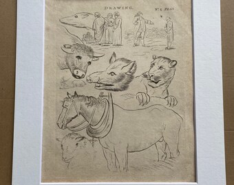 1806 Drawing (Animals) Original Antique Engraving - Gift for Artist - Encyclopaedia - Mounted and Matted - Available Framed