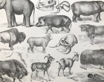 1869 Zoology Large Original Antique Illustration - Elephant, Hippopotamus, Goat, Bison, Cow, Boar- Natural History - Mounted and Matted